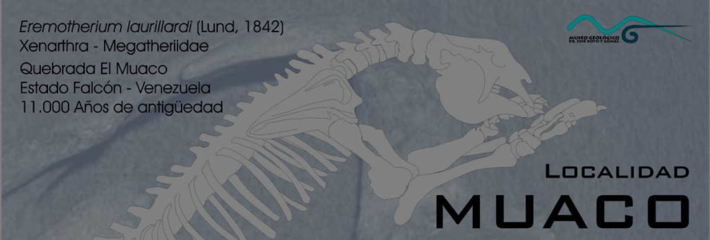 Eremotherium imeru paleontologia fosiles