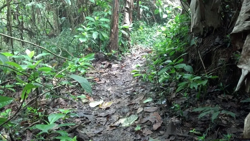 Bosque del Henrry Pittier
