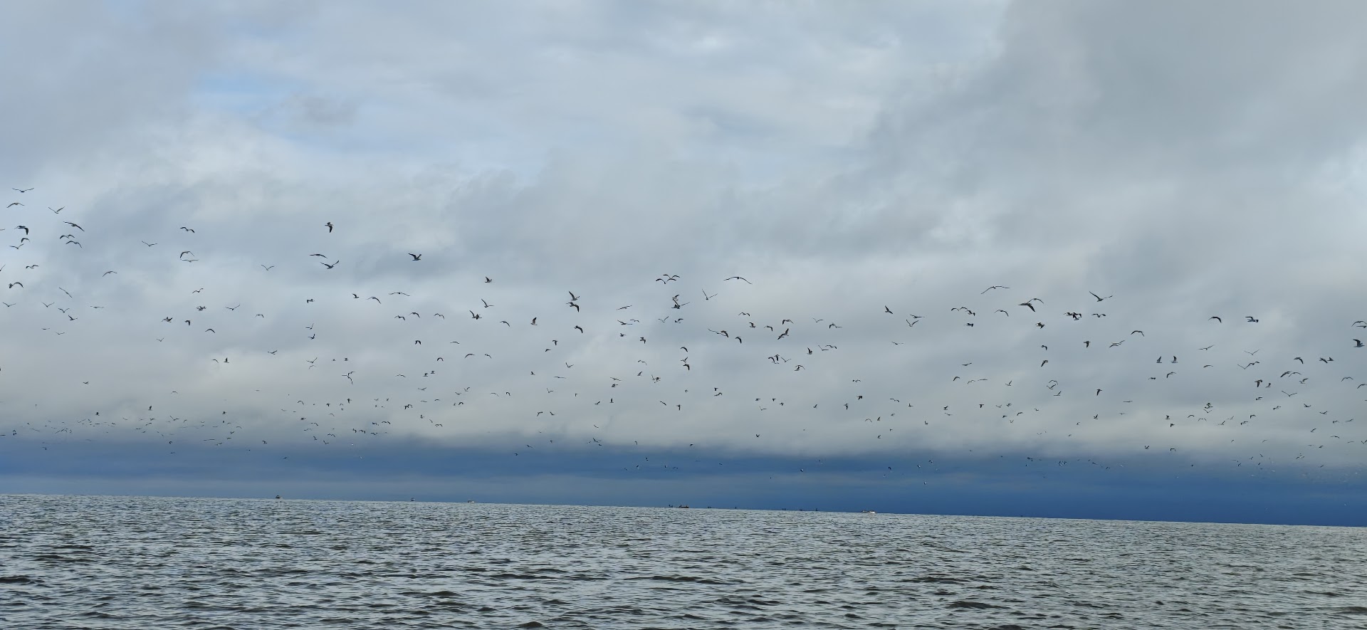 Observación de Aves y Toninas del Lago